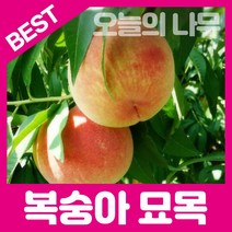 합리적 가격의 복숭아나무묘목(백도 경봉 황도 천도 신비복숭아), 백도 접목묘 상묘
