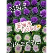 꽃나라엘리스 꽃배추-10개묶음/추울수록 예뻐지는 꽃배추 키워보세요^