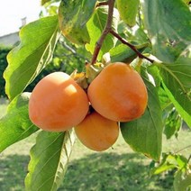 감나무모음, 감나무(태추단감)*R3, 9999개