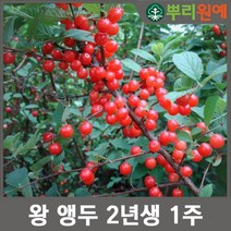왕 앵두2년생 1주 hsc