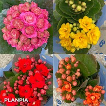 카랑코에 칼란디바 퀸로즈 겹카랑코에, 빨강