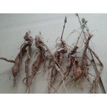 (원진약초농원) 2년생 백하수오모종 10주/백하수오종근/백하수오뿌리, 소묘