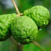 [CPL 영국] 프래그런스 오일 베르가못(버가못) BERGAMOT Yankee Candle Type 500ml/1L, 500ml