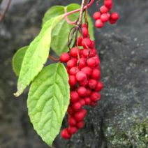 약용식물 / 오미자 (Schisandra Fruit) 실1년생 20주묶음 MT47
