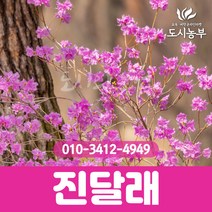 진달래/80cm~1m/뿌리묘/20주묶음/진달래나무/1등묘/H0.8~H1.0/진달래묘목/꽃/야생화/나무/묘목/도시농부