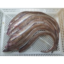 자연산 통영 바다 장어 1kg, 활돌장어 특대 2-3마리