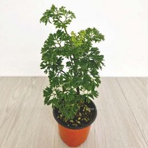 폴리셔스 폴리시아스 키우기쉬운 실내공기정화식물, 상세페이지 참조