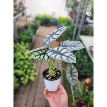 매력적인 실버드래곤 알로카시아 소품 10-25cm 99