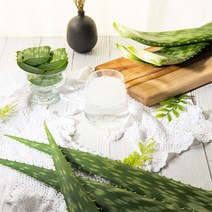 웰빙알로에 친환경 유기농 사포나리아 3kg, 1박스