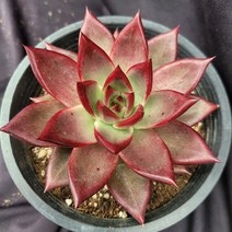 [메카다육]9-0929 루밍(에케베리아) 화분포함 다육식물 선인장 다육금 다육철화 두들레야 아프리카식물 코노피튬 하월시아 수입다육이 국민이