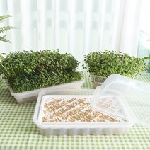 세경팜 수경새싹재배기 보리싹 밀 브로콜리 키우기 새싹채소키우기 씨앗, 28.새싹재배세트 대(씨앗2종-무순적무순)