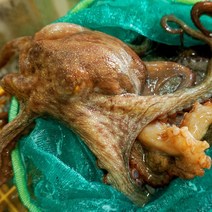 신선한 통영 해산물들 털게 멍게굴 가리비 등, 1box, 자연산돌문어500g
