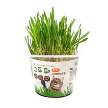 국내산 무농약씨앗 그루루 귀리 재배세트 고양이풀 스트레스완화 영양공급 분리불안 기호성 신경안정 시저