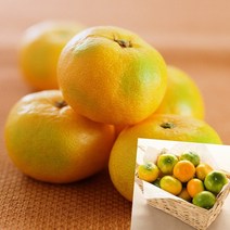 이지리치 타이벡 감귤 5KG 소과 맛있는귤 제주밀감