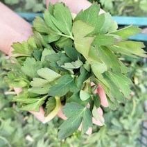 해풍으로 길러진 보양식 봄나물 산지직송 통영 노지 방풍나물 500g, 1kg