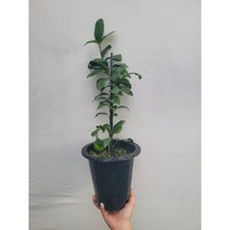 과실수 오렌지레몬나무 중대품 50~70cm 199
