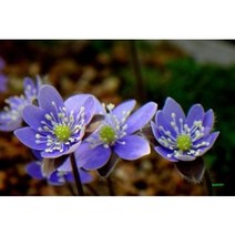 노루귀 10주