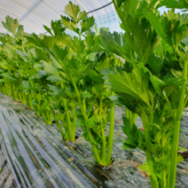 유기농 무농약 케일 공심채 샐러리 신선초 주스용 즙용 녹즙재료, 유기농 궁채, 3kg