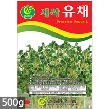대용량 메밀 새싹 씨앗 500g / 새싹씨앗 메밀씨앗 메밀새싹씨앗 새싹메밀 메밀씨 새싹씨앗메밀, 04_새싹대용량_유채(500g)