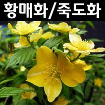 황매화/죽도화 키80cm 나무 묘목 5개/정원/공원/조경수