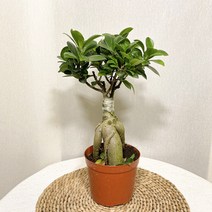 인삼팬더 중분, 1개