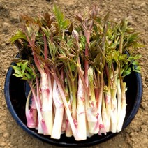 국내산 천연 생 땅두릅 제철 생 두릅 봄나물 반찬, 500g