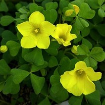 [초화]옥살리스(사랑초)-향기사랑초(옐로)