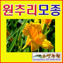(D소망)사계원추리(스텔라)모종(포트) 10개