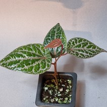 파이퍼 크로카텀 핑크메탈 (동일상품배송), 파이퍼크로카텀1번