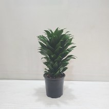 콤펙타 콤팩타 공기정화식물 반려식물