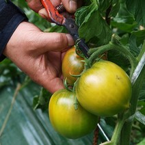 (강력추천) 명품 대저 짭짤이토마토 농협인증 정품 대저짭짤이, 1박스, 1kg, 01) 프리미엄 맛보기 1kg (2S~3S)