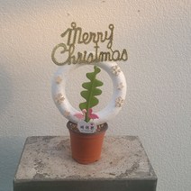 실내공기정화식물 크리스마스특집 메리크리스마스 피쉬본 생선뼈선인장 소품 20-40cm 59