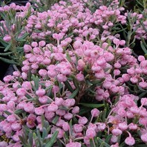 애기진달래(블루라군)포트묘(3개묶음)묘목/F1222, 3개