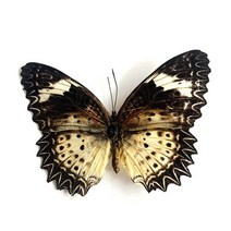 저스트앳 나비 표본 곤충 인형 생산 매력 홈 장식 액세서리 거실 컬렉션 아트, 02 2