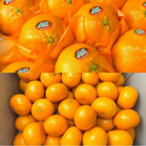 제주 가정용 선물용 프리미엄 고당도 노지 레드향, 선물용+보자기(12과수이내)3kg