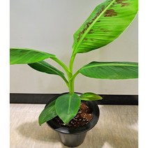 [이삽저삽]바나나나무화분(키50cm내외/화분포함)캐번디시종 삼척바나나나무 열대과일나무 유실수/ 실내인테리어식물 공기정화식물 관상용