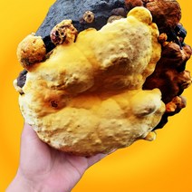 커스마일 2년산 장수 상황버섯 산지직송 200g