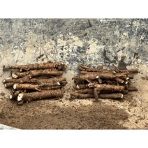 개량참두릅 다수확종 종근100개