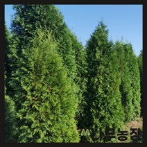 (나무농장) 서양측백(미측백) 키 1.2m 내외 분, 1개