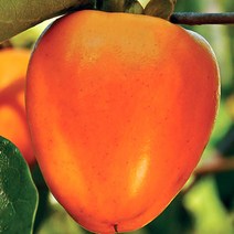 감나무 묘목 (대봉감) 접목1년특묘, 1개