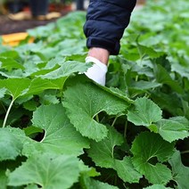 룰루네상점 거창 머위 3kg 4kg 머위잎 머위나물 봄나물 산나물, 머위 4kg