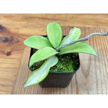 호야 프리센스 희귀호야 키우기쉬운식물, 베이직팟+행잉철사 65cm
