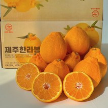 제주한라봉 가정용 3kg 5kg 10kg 산지직송 박여사네 한라봉, 5kg중과15-19