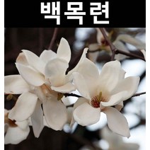 백목련 접목1년(뿌리) 3개/나무 묘목/활엽수/정원용