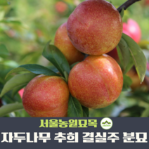 서울농원묘목/자두나무 묘목 추희 포모샤 R2~3점 4년생 결실주 여름과일, 포모샤 4년 결실주