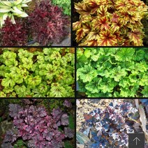 휴케라 10주 골든지브라