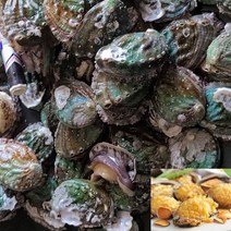 완도 대전복 11-13미 1KG 시댁선물 부모님선물, 전복1kg(부직포가방)