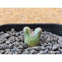 코노피튬/루코피-2679 아프리카농장