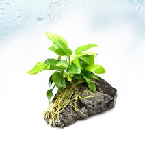 수초-풍경석 골든 나나 활착-열대어 어항 수족관 수중식물/헬로아쿠아