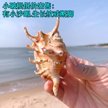 스탠드 펀칭 수족관 홈데코 조개 껍질 주얼리 조개빗 촬영소품 조경 어항 감성소품, [작은 파손 뿔뿔이] 길이 9-10cm
